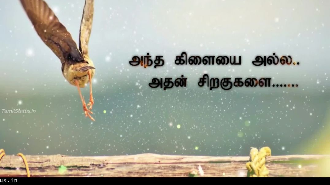 ⁣Tamil Motivational Whatsapp Video Status தன்னம்பிக்கையை இழக்காதே