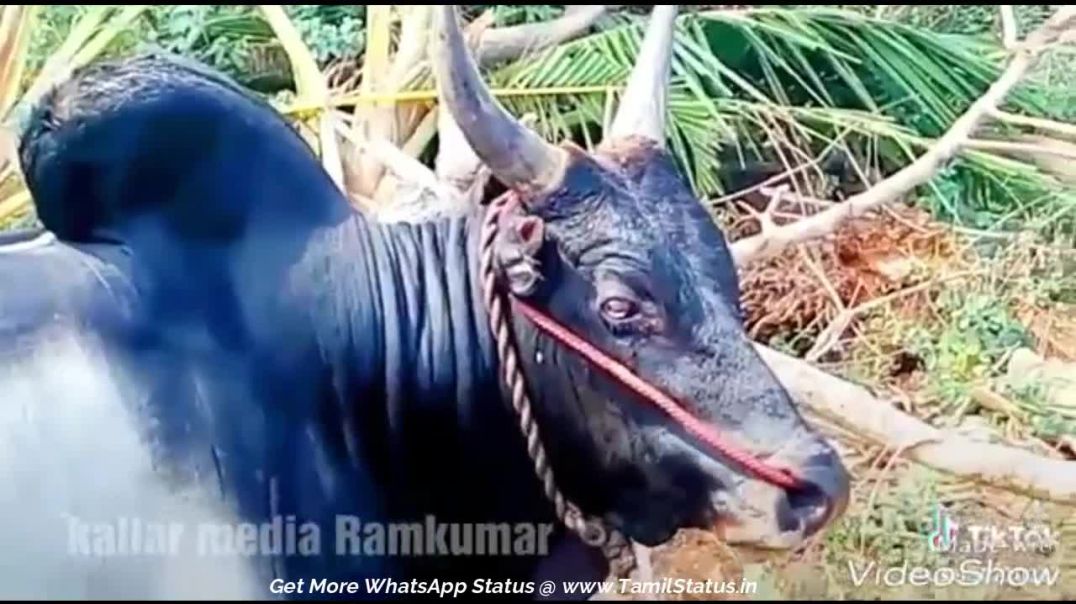 Jallikattu (mattu pongal) whatsapp status video download || Tamil status